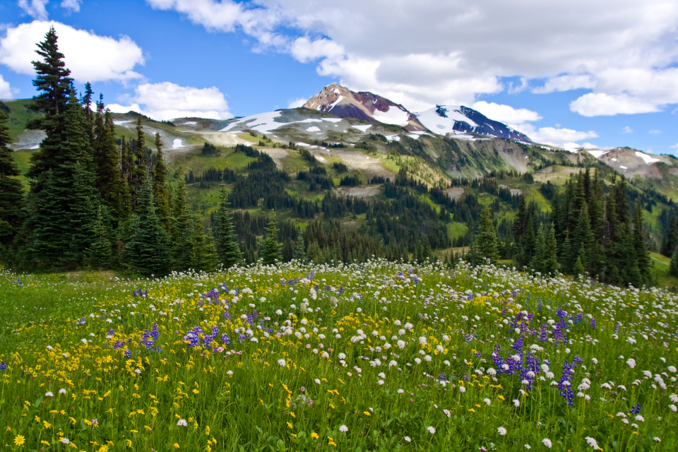 cross country hiking trails - Alpine Meadow Whistler Canada