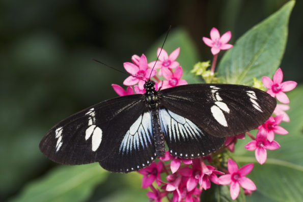 costa-rica-tours-butterflies