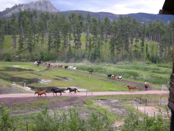 horses-at-koa-black-hills